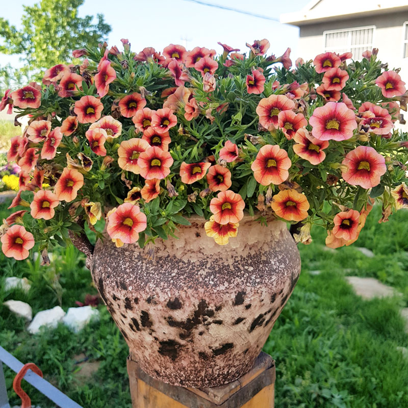 百万小铃花期怎么养护,百万小铃度夏养护方法