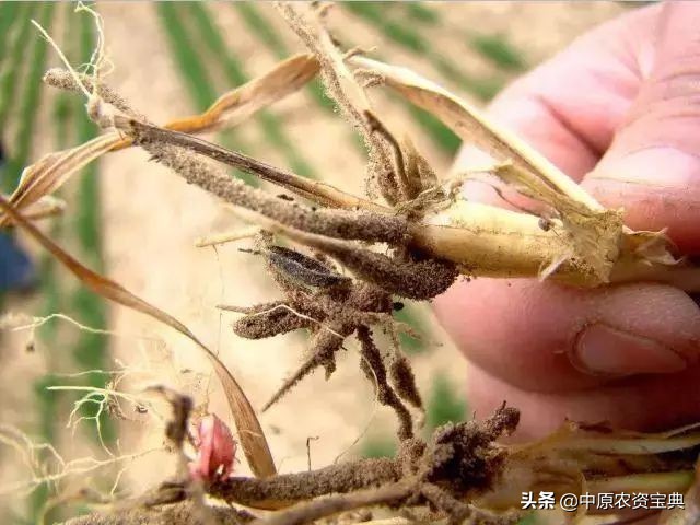 小麦发黄死苗用什么药治疗,预防小麦越冬死苗的措施包括哪些