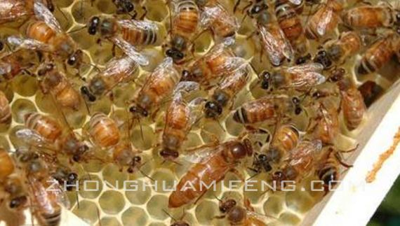 如何养蜜蜂新手,如何养好蜜蜂