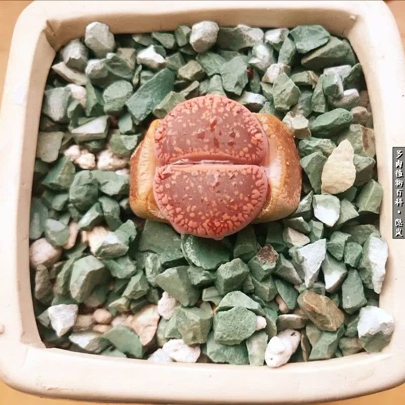 顺风不浪逆风不怂文字图片,顺风不飘逆风不怂绝境不慌