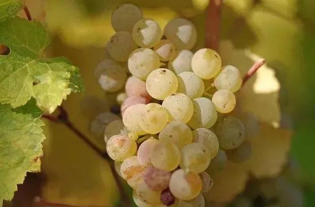 爱克维雷司令白葡萄酒味道,进口乐事白葡萄酒味道