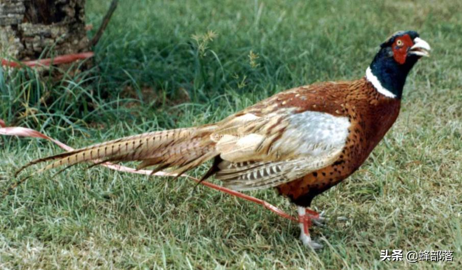 自家田地可以养殖鸡吗,把家鸡放到荒野能否变成野鸡