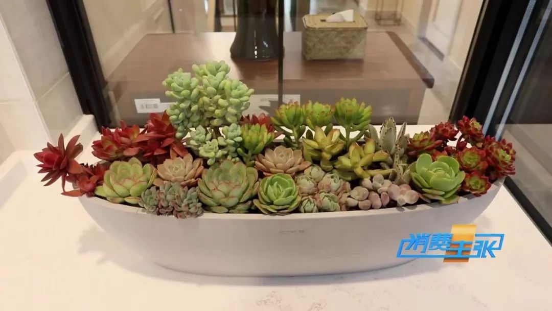 如何把一盆植物装饰得好看,中式庭院花卉盆栽怎么布置好看