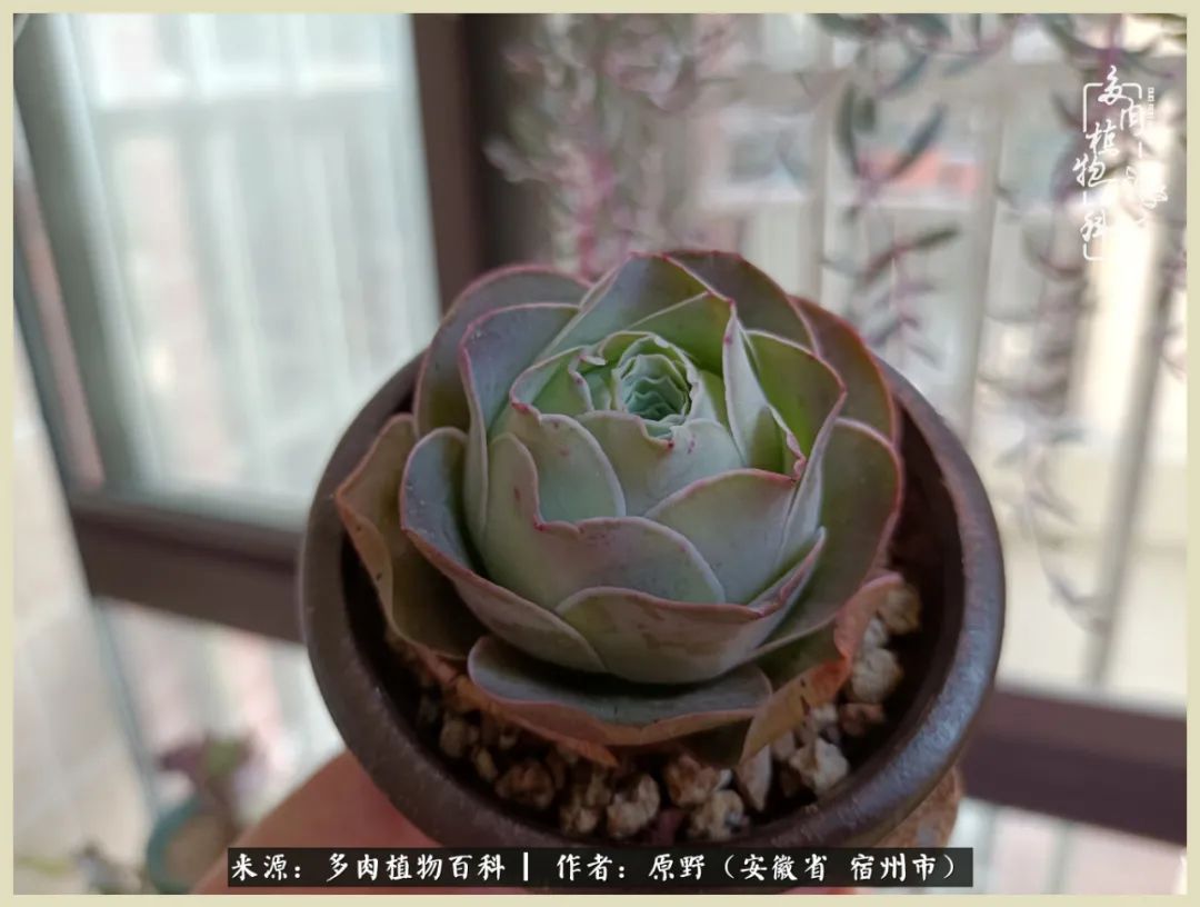 梅雨袭,酷暑至,多肉进入历劫季