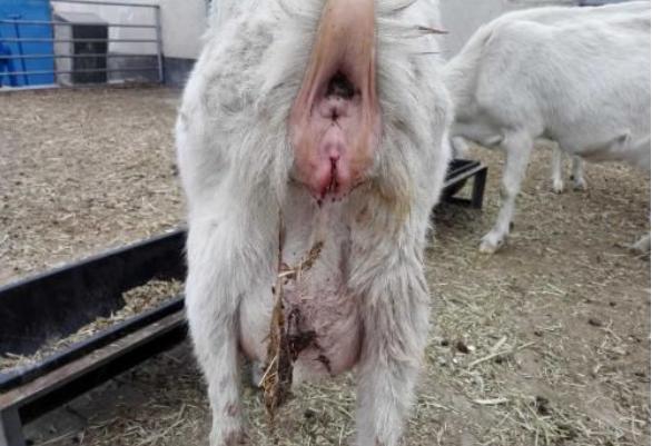 母羊产后几天都不吃食怎么办,母羊产后精神不振不吃食怎么办