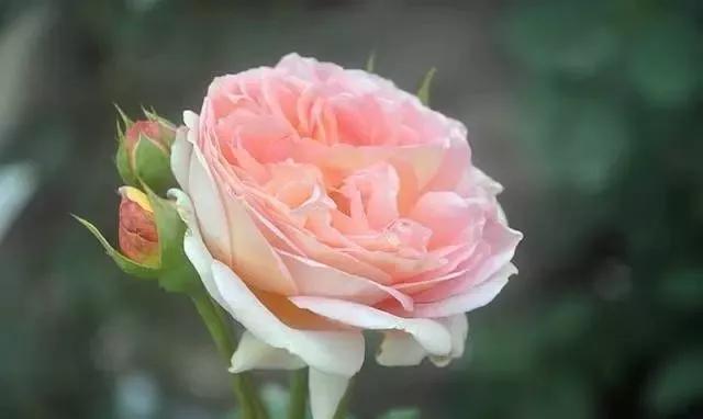 给大家介绍一下玫瑰品种,玫瑰的品种及特点介绍