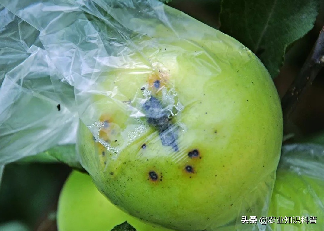 苹果果斑病怎么治,苹果疮痂病防治