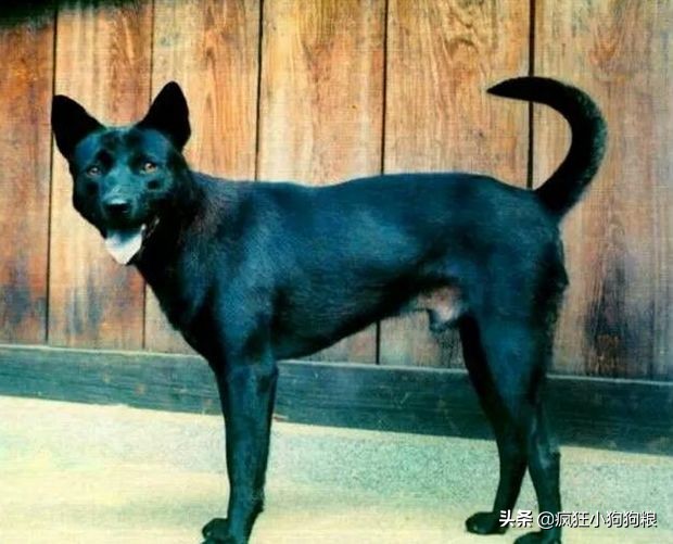 战斗力最强的土狗是什么品种,这40种土狗其实都是超酷的品种犬