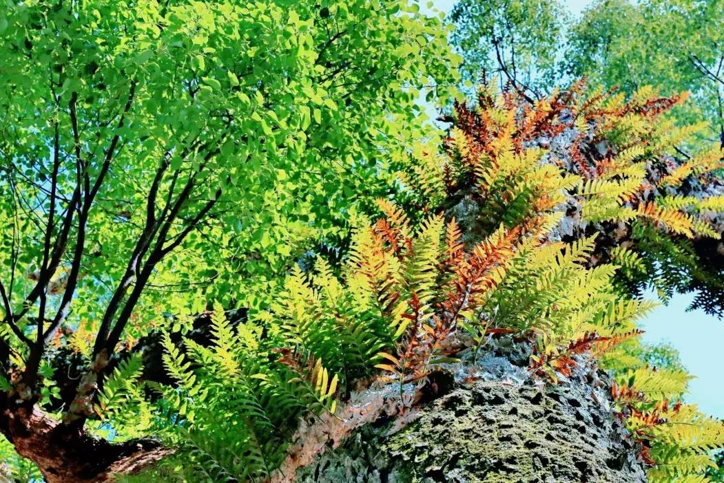 江西省南康中学校歌歌词,大余南安中学校歌