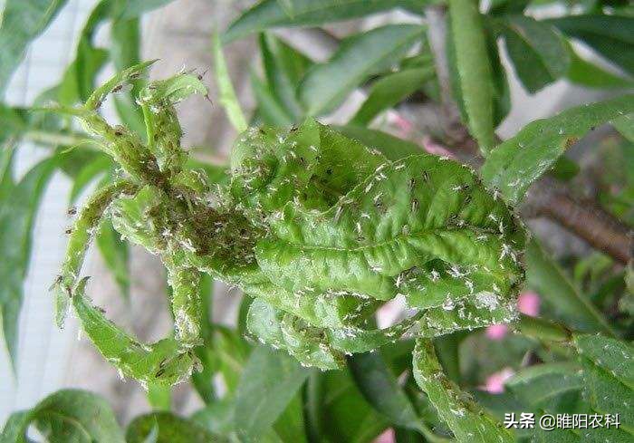 治疗蚜虫介壳虫粉虱用什么药,强抗性蚜虫用什么农药最好使