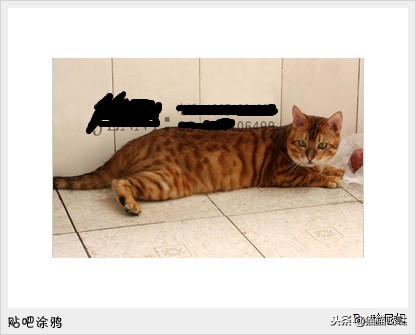 养猫新手买猫注意什么,新手养猫和买猫的注意事项