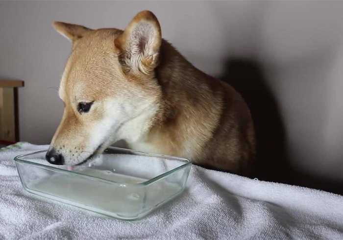 怎么避免狗狗得肾衰竭,狗狗肾衰竭和尿毒症的区别是什么