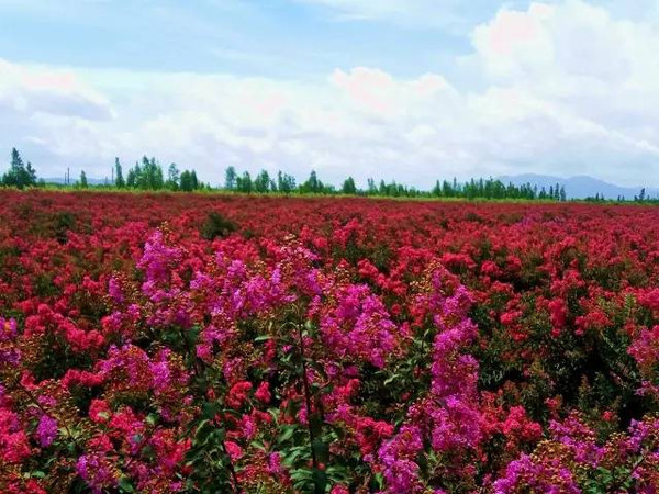 紫薇浮浮堆霞蔚，流香沁韵，遏云扶风