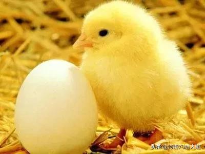 小太阳鹦鹉蛋孵化1到21天照蛋图,虎皮鹦鹉蛋孵化1到21天照蛋视频