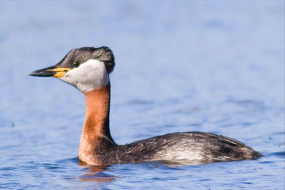 东江揽胜,惠州淡水常见鸟类图谱
