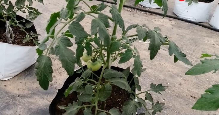 番茄单杆整枝与双杆整枝区别,番茄苗长到多高可以整枝了