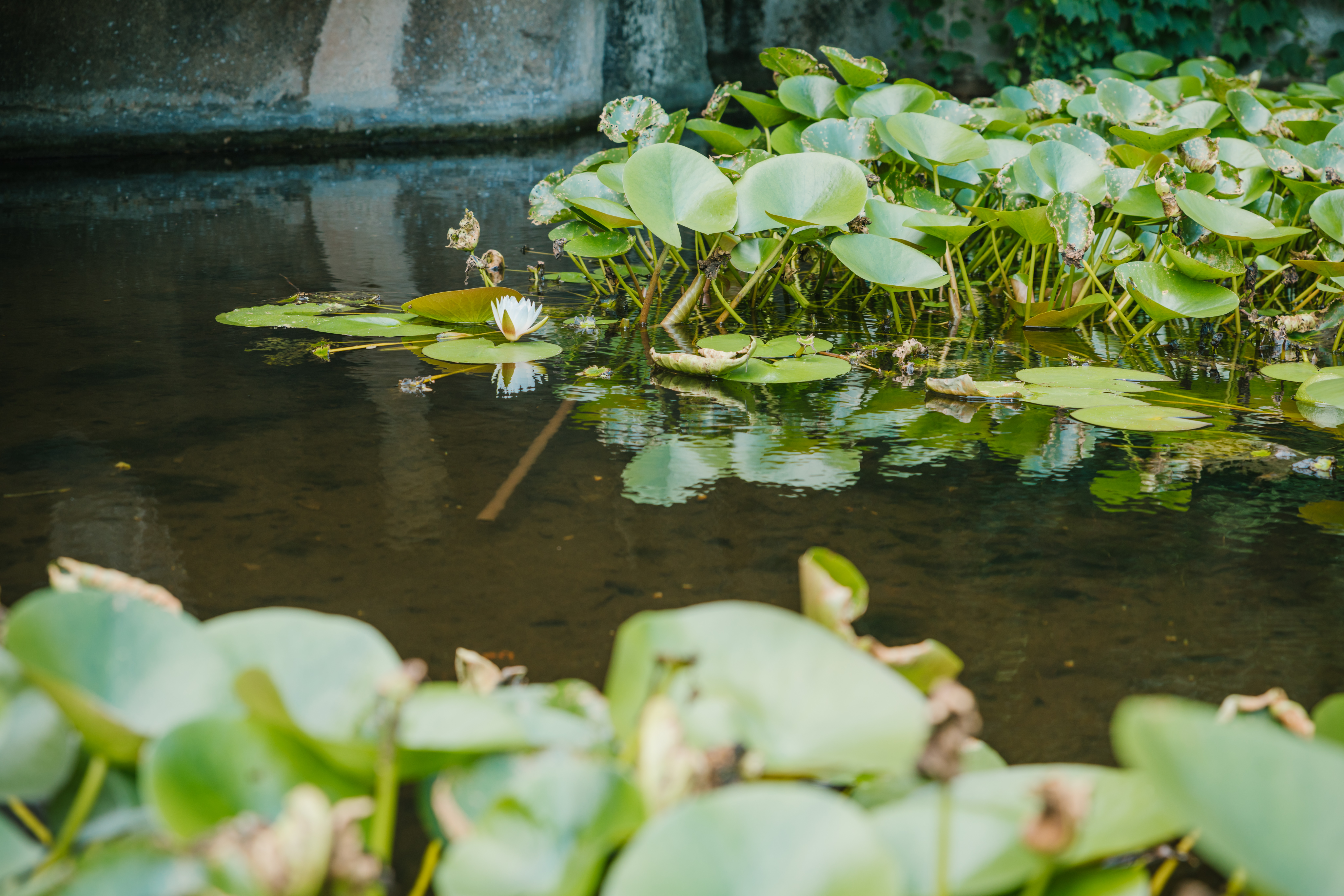南昌之星摩天轮讲解,南昌之星摩天轮下面有什么玩