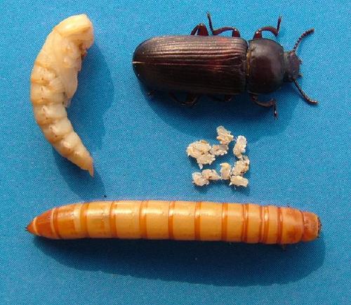 黄粉虫是环节动物吗,黄粉虫有什么生长习性