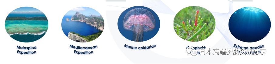 日本海洋幸福面膜如何使用,小仙女们面膜