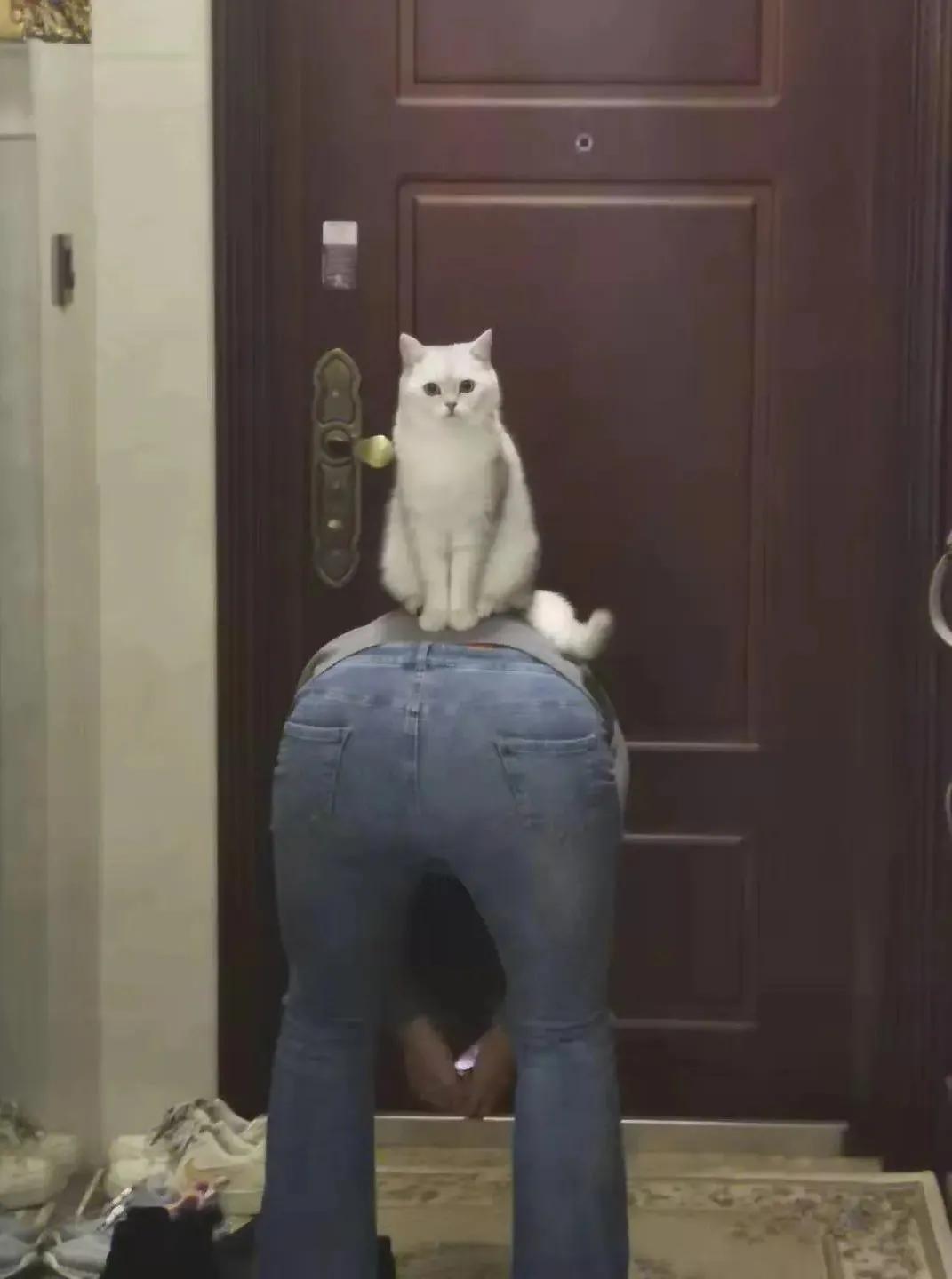 卑微的两脚兽，欢迎来到喵星人的世界