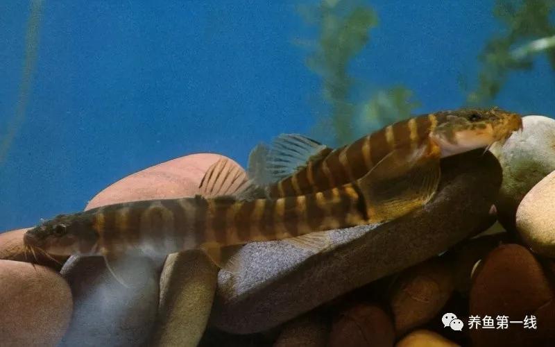 十种常见的水生动物,鳅科动物图片