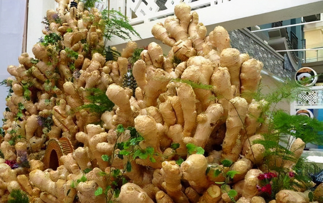 阳台盆栽生姜如何管理,生姜盆栽的技术和方法