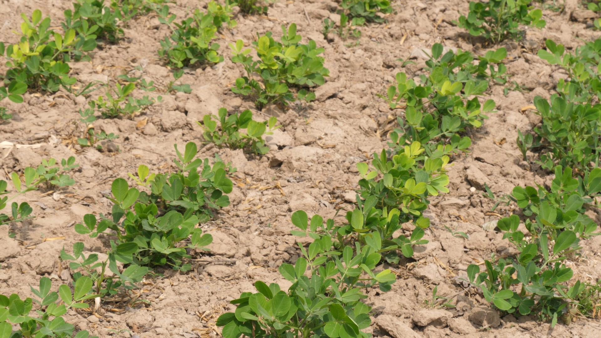 花生根腐茎病怎么治,花生根腐病原因治疗方法