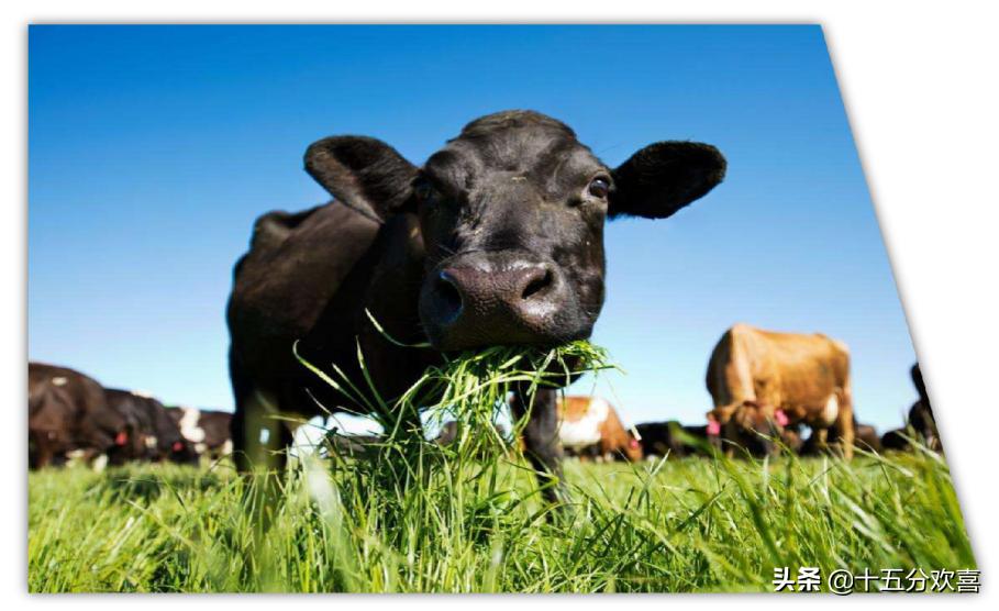 进口奶粉品牌十大排名榜最新,进口奶粉排行榜前10强奶粉测评