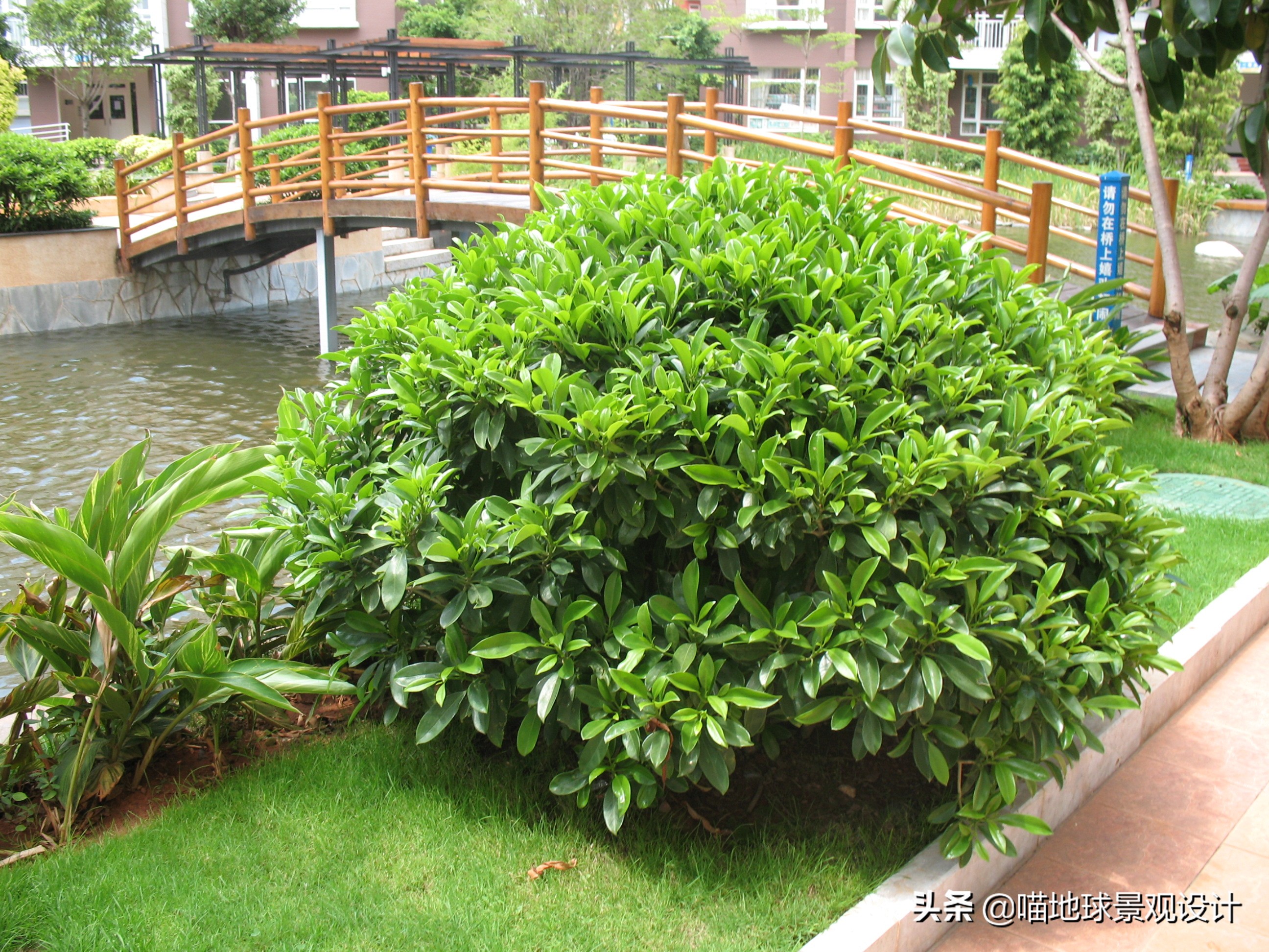 灌木球类植物,灌木植物种类及图片