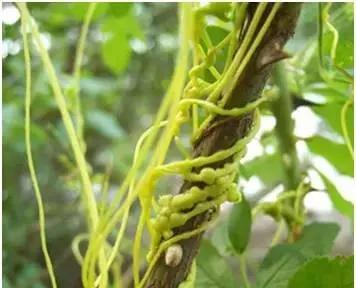 带你们认识这些野生草药,农村随处可见的几种野生中草药