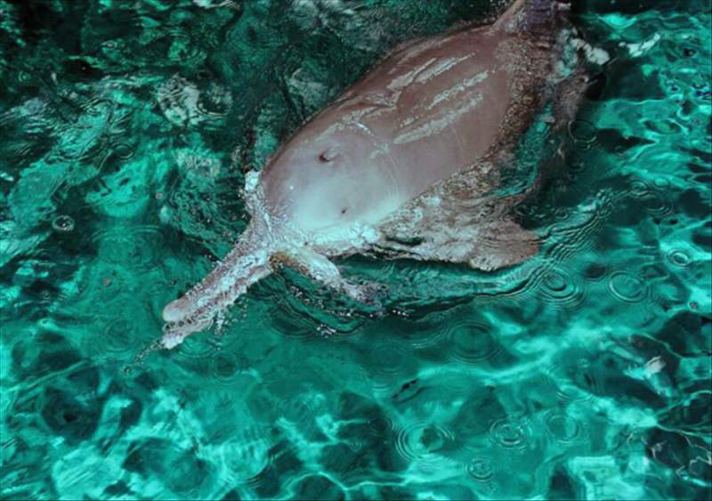 名字带“白”的物种都要灭绝？下一个是谁？