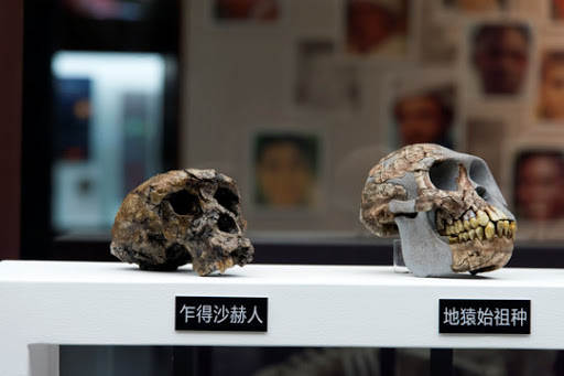 女人为什么会进化出月经,女性为何进化得越来越漂亮