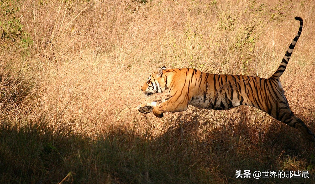 棕熊比老虎大多少,棕熊和老虎哪个力量大