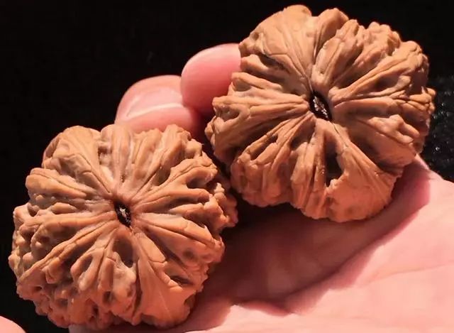 文玩核桃封脐,核桃封脐用什么东西最简单