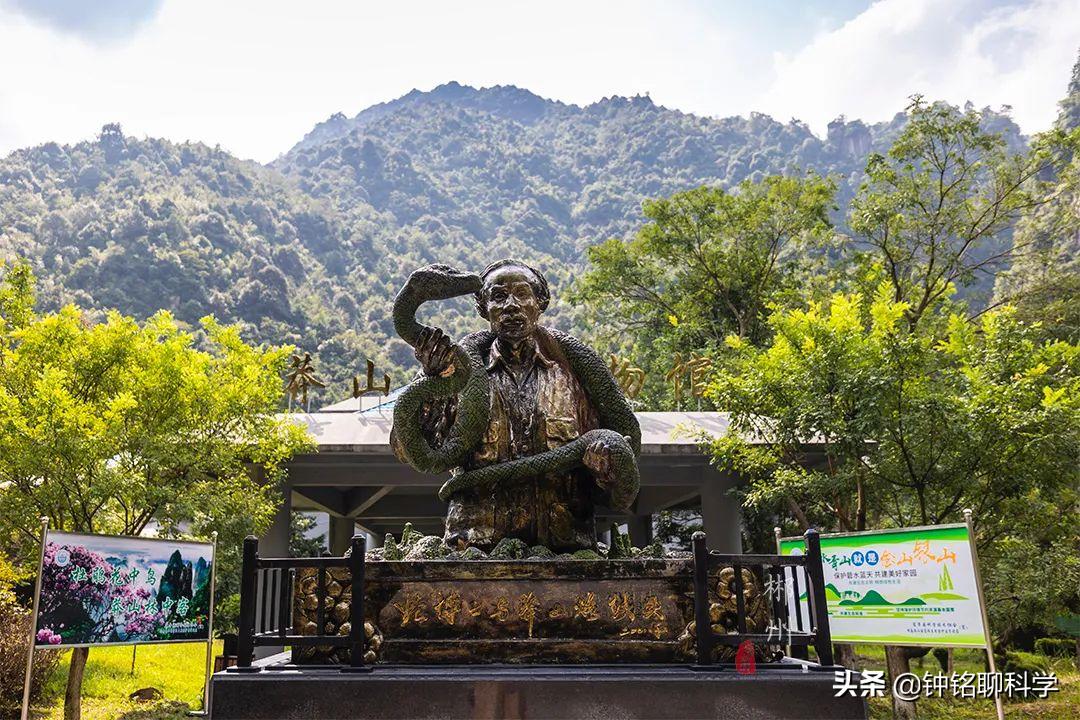 蛇中熊猫莽山烙铁头,莽山烙铁头蛇全球仅有500条