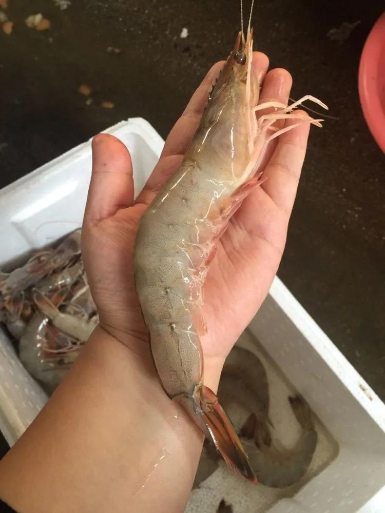 杨倩喜欢吃的油焖大虾怎么做,杨倩油焖大虾