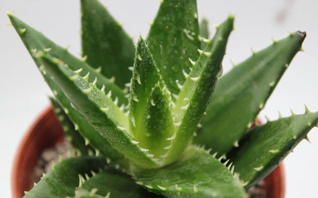养的芦荟有什么作用,芦荟真的要养10多年才能用吗
