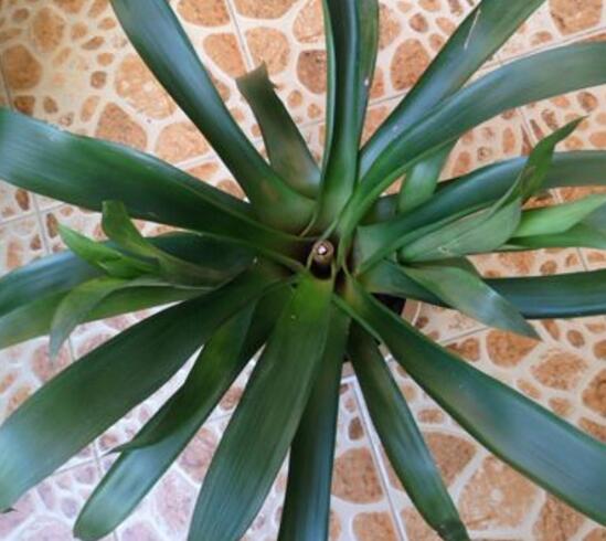 鸿运当头一直不开花是什么原因,鸿运当头怎么不开花