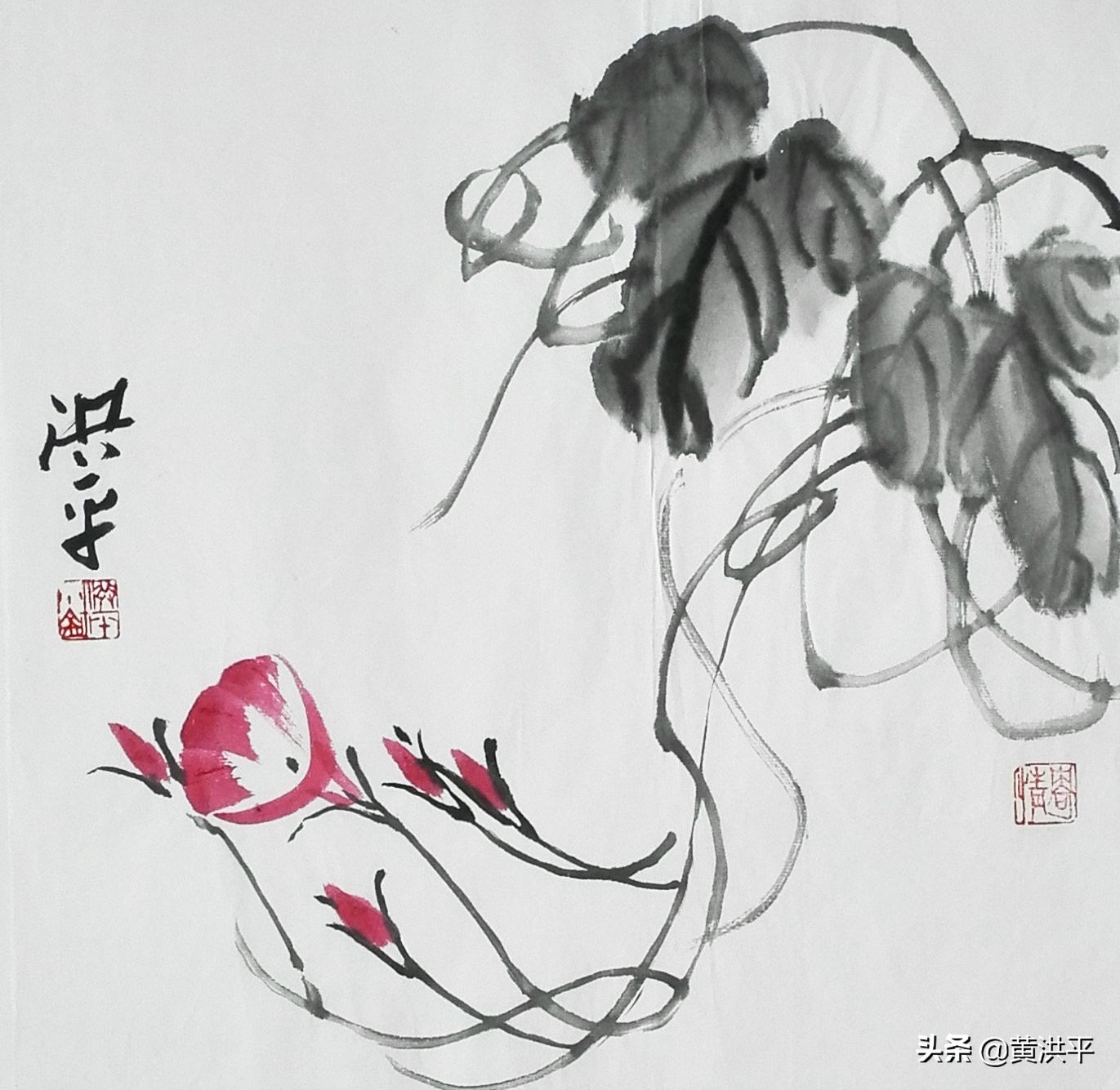 牵牛花柔弱还是脆弱,盛开的牵牛花