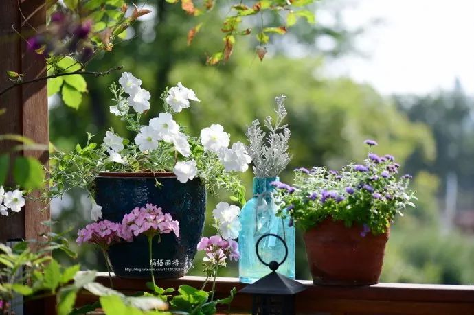 驱蚊草真的可以驱蚊子吗,驱蚊草能治蚊虫吗