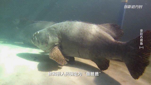 一条石斑鱼,一条石斑鱼一碗白饭