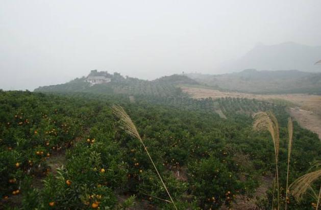 柑橘采摘园的建设标准,新手种植果树入门建议