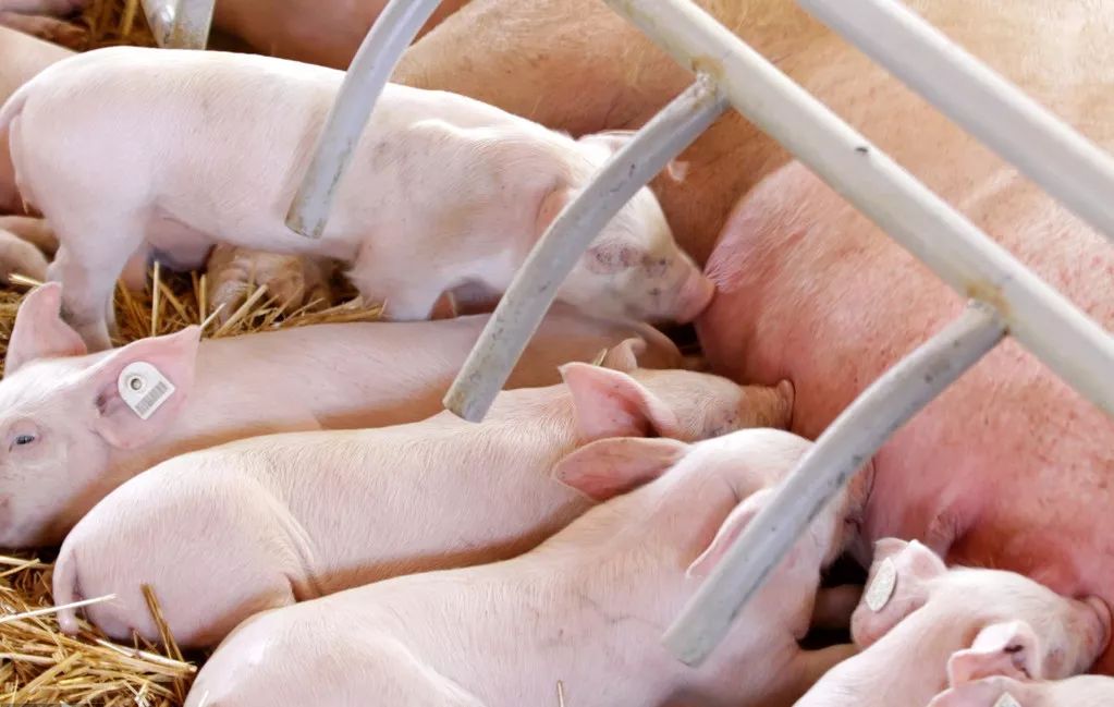 农村种猪怎么赚钱,养什么样的母猪效益好