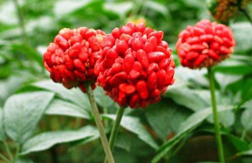 三七植物病虫害图谱,文山三七病虫害防治课件