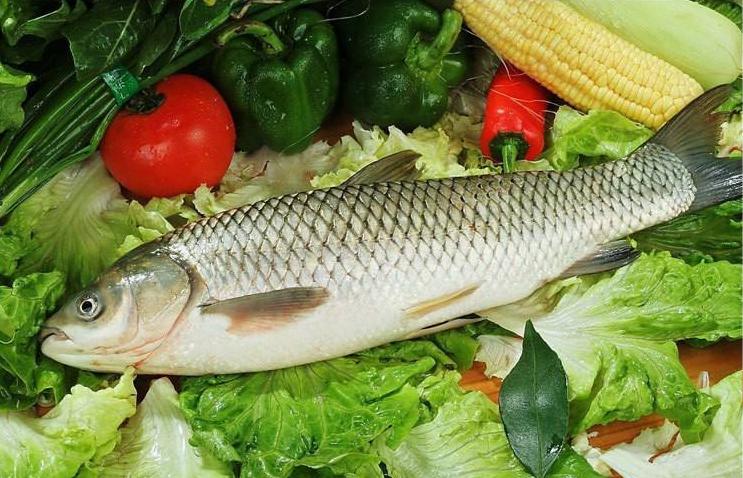 鱼塘养草鱼怎么预防病,草鱼池塘养殖水质管理