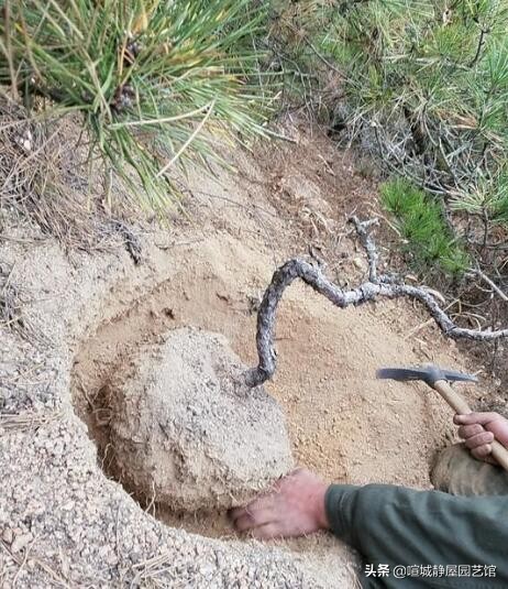 盆景松树的养殖方法和注意事项 (适合盆景的松树种类怎样区分)