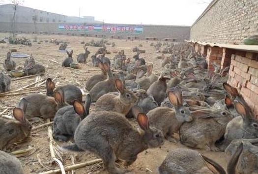 兔子跟鸡鸭鹅羊混养要注意的问题,兔子怎么养殖最好成活率很高