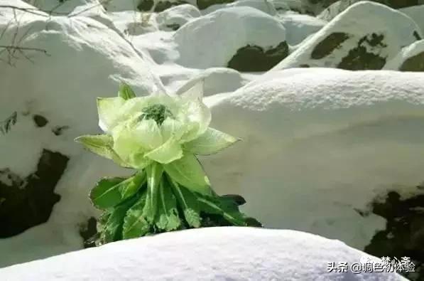 山上的雪莲花,山上雪莲的照片