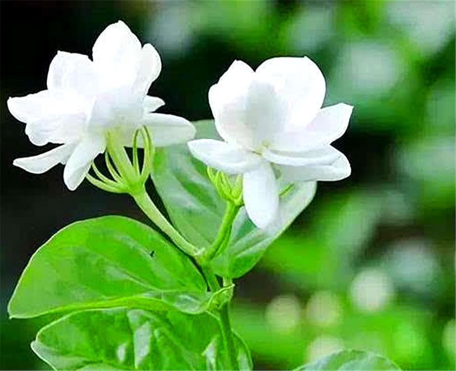 比香水还香的7种花卉,适合室内盆栽常开花有花香的花卉