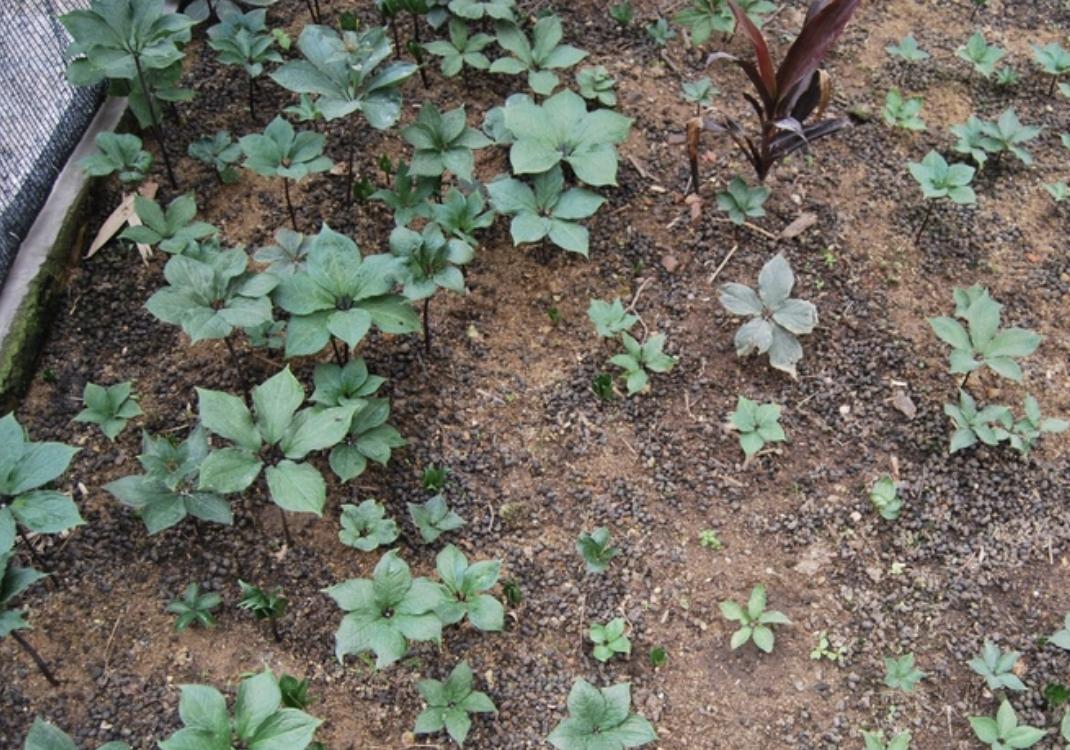 路边常见的野草名称,有种野草在路边非常常见
